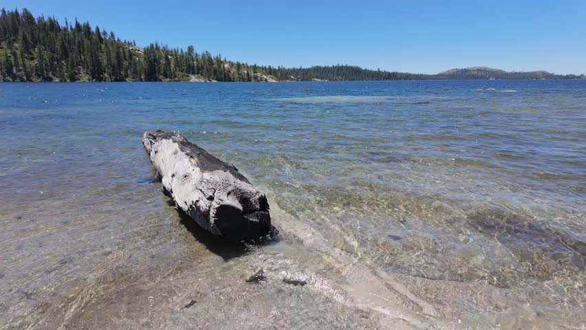A driftwood on the shore of Lake Tahoe in the Sierra Nevada Mountains, USA, on a sunny day