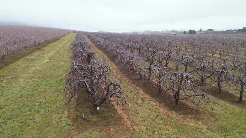 A drone shot of an orchard of apple trees in the Eastern Panhandle of West Virginia after an ice storm, during daytime, USA