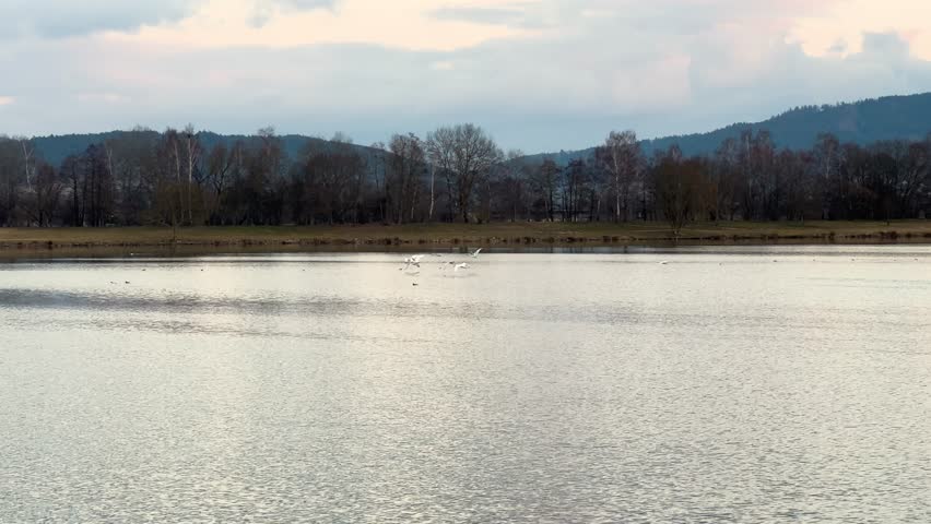 Graceful Flock of White Swans Taking Flight from a Tranquil Lake at Sunset