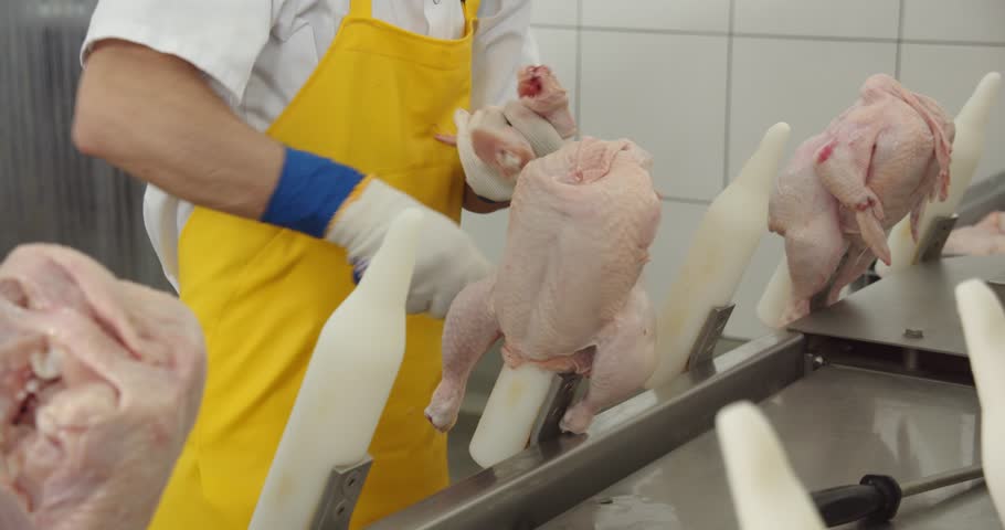 Poultry processing worker on production line. Food industry concept.