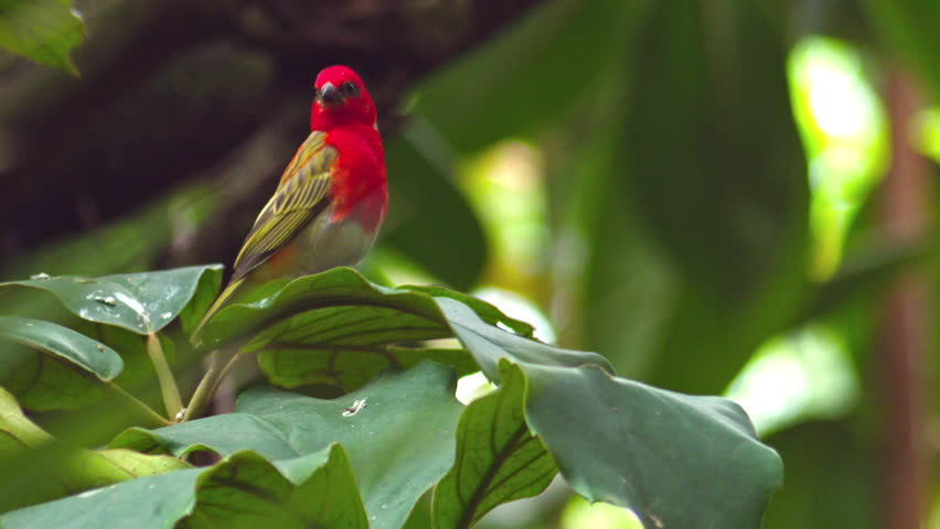 Closeup footage of a Madagaskarweber or Red Fody. perched in Madagascar with a blurred green background, highlighting the bird colorful features. Foudia madagascariensis