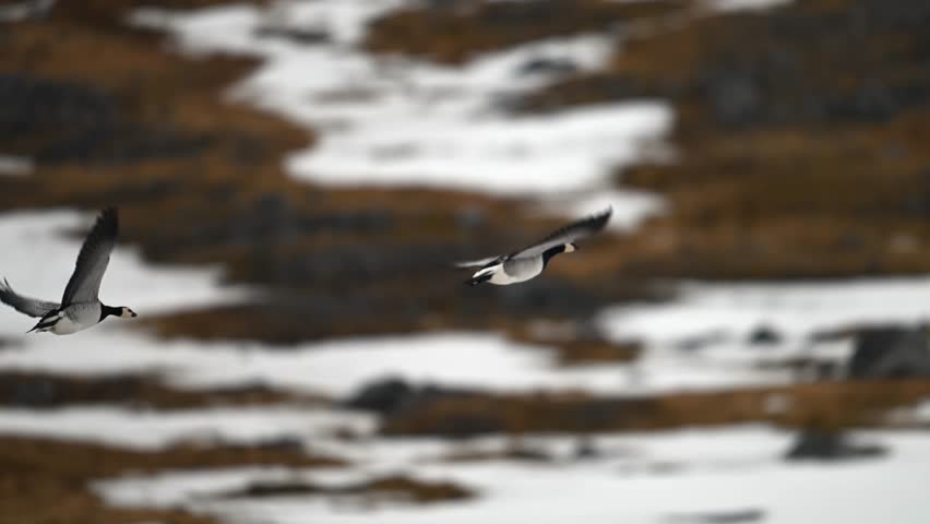 Pair of Canada Geese in flight over the snowy terrain of the Arctic at spring