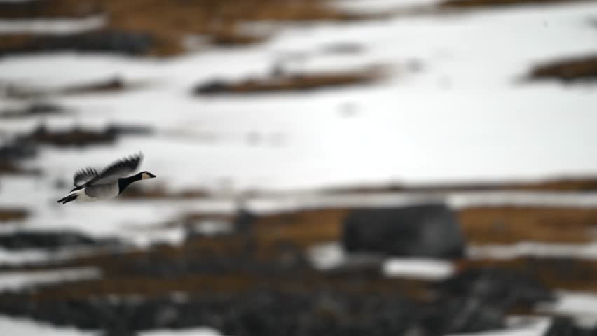 Pair of Canada Geese in flight over the snowy terrain of the Arctic at spring