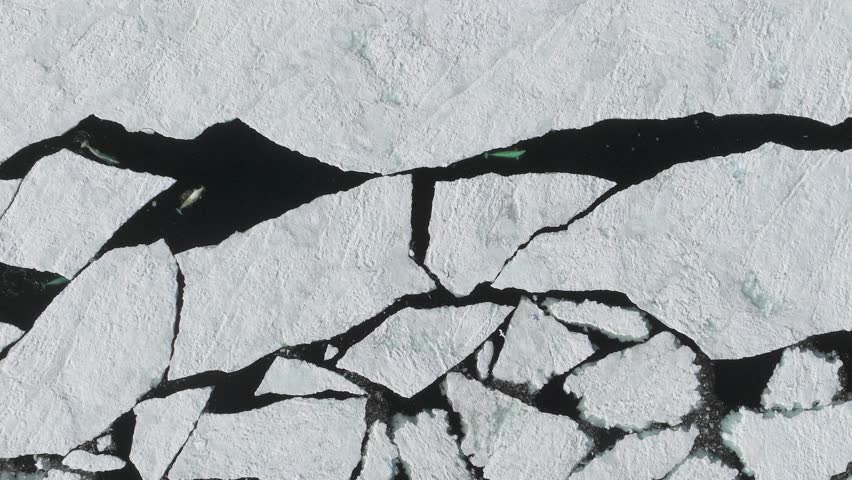 Beluga Whales swimming in an Arctic crack of broken ice shelf, Top down aerial view
