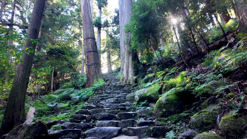 Pov of stone steps climbing through a forest with tall trees and lush ferns, illuminated by sunlight, creating a peaceful atmosphere