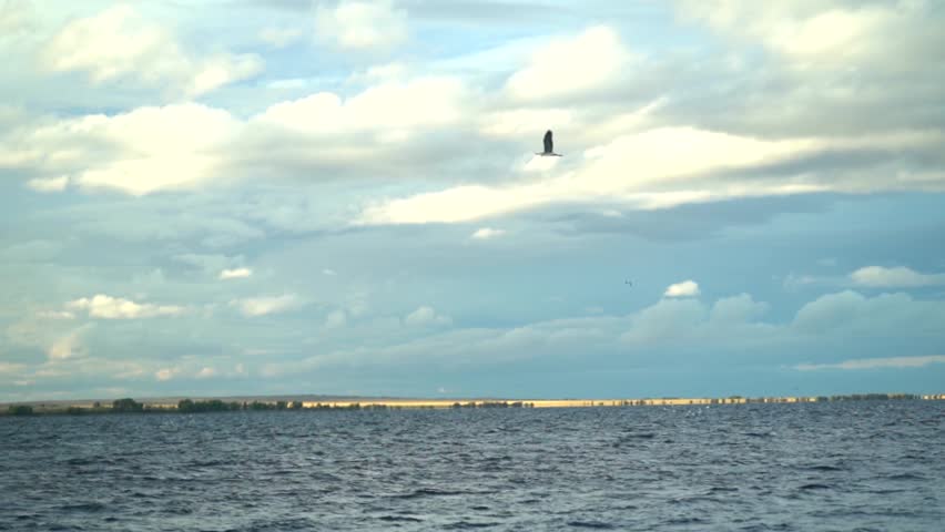 lake sea reservoir bay flying seagulls summer landscape
