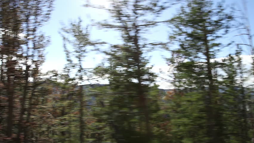 Driving view with pine trees blurring past and bright sun, causing lens flares