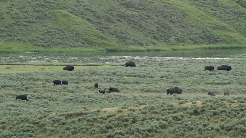 Herd of wild buffalo by the Yellowstone River in Yellowstone Park, Wyoming, USA.