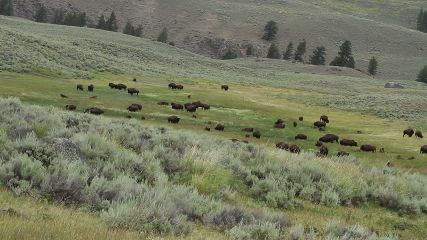 Herds of wild buffalo roam the plains in Yellowstone Park, Wyoming, USA. Wide