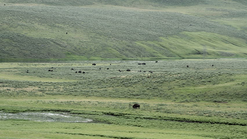 Herd of wild buffalo in Yellowstone Park, Wyoming, USA. Yellowstone River and