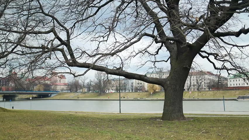 Winter landscape. Winter forest trees near the river. Cloudy landscape of old autumn oak tree near the pond in cloudy weather