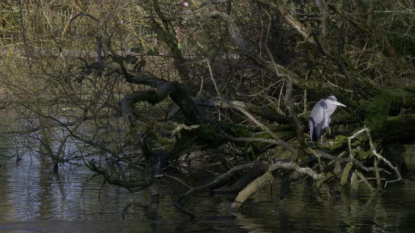 Heron on the lake in Canon Hill Park, Birmingham.
Heron perching on branches in Canon Hill Park with people going past in the background.