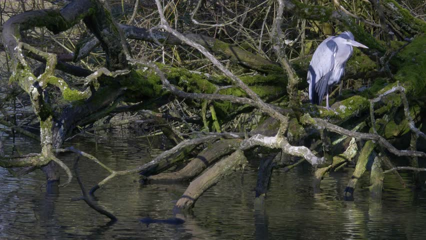 Heron on the lake in Canon Hill Park, Birmingham.
Heron perching on branches in Canon Hill Park.