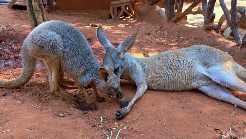 Mother and Baby Kangaroo. Kangaroo rest on the red sand.