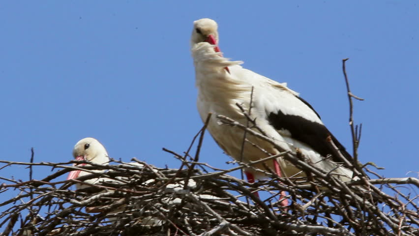 Storks in the nest ...(White stork)
