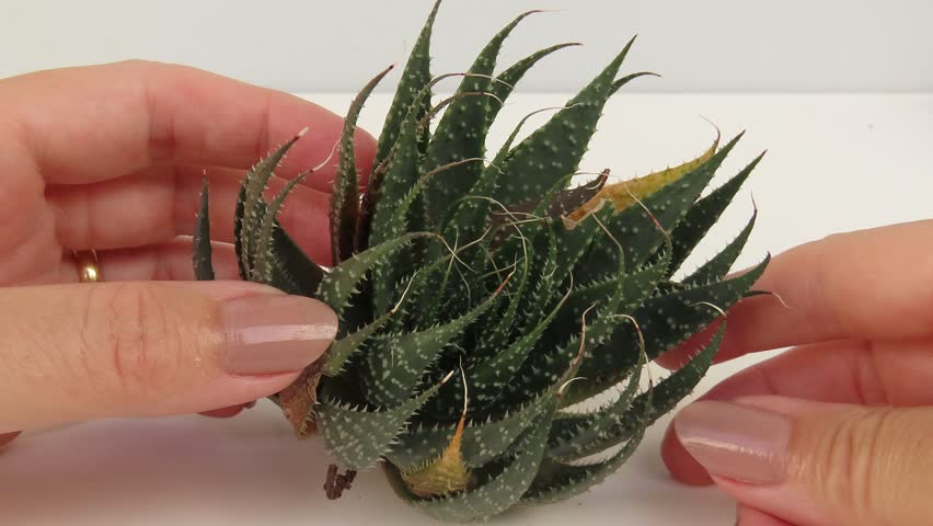 Video of woman hands showing a rosette of an aloe aristata with some damaged leaves. Hands holding an aloe aristata, also known as lace aloe.