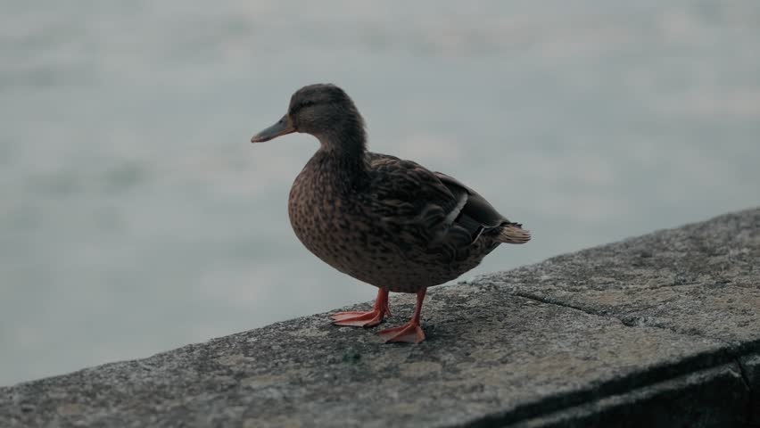 duck, wild duck, walking, lakeside, bird, birds, brown