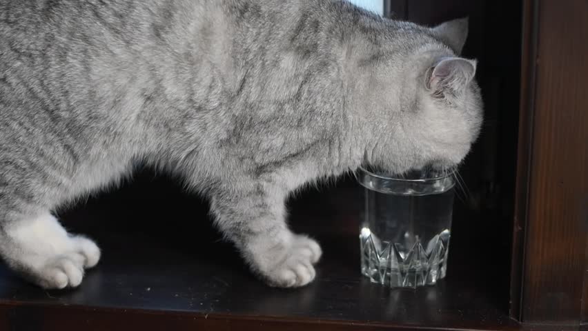 Gray cat happily drinks water from a glass, sitting on a wooden windowsill, concept of animal behavior and drinking regimen, put a bowl of water near the pet,