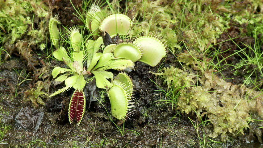 Venus fly trap (Dionaea muscipula) growing in a sphagnum bog. Finger reaches in