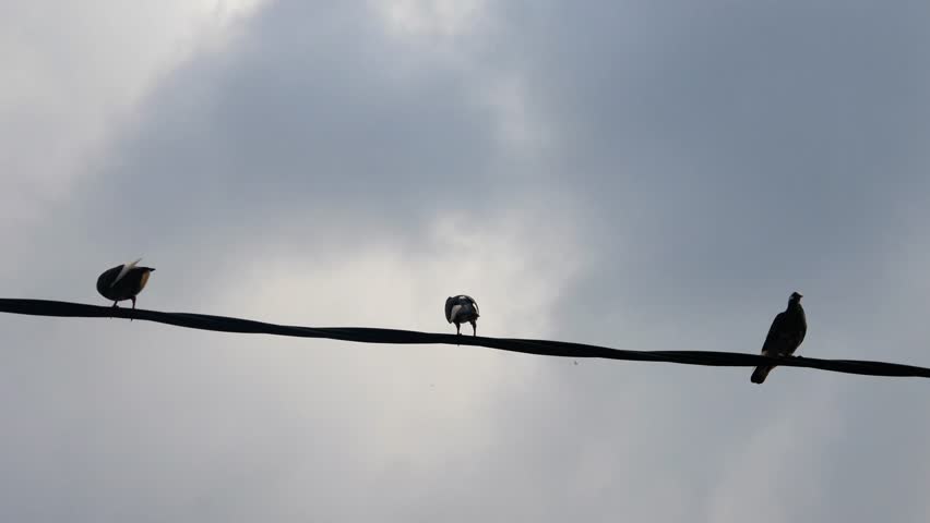 pigeons (Columbidae) perched on electric cables
