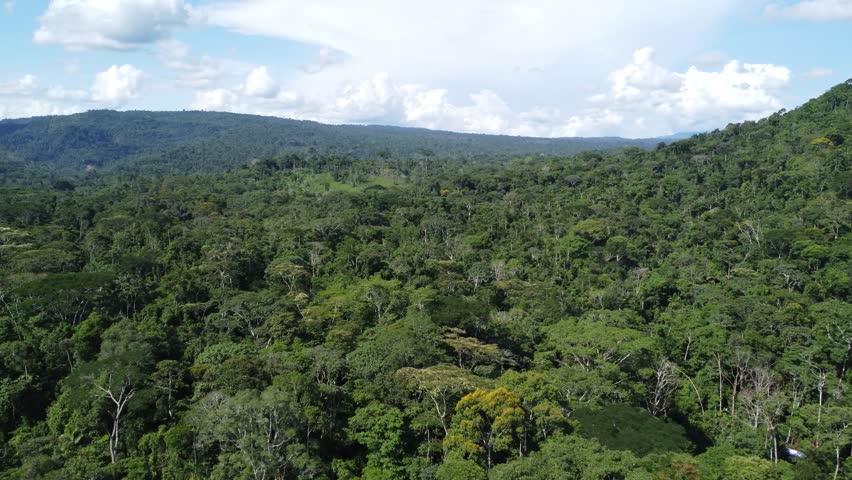 Vast Aerial View of the Amazon Rainforest Stretching for Miles in Ecuador