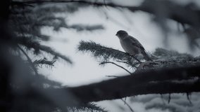 Sparrow bird cleaning feathers on a pine tree branch covered in snow. Slow motion. - Powered by Shutterstock - Get 15% off with code: PIKWIZARD15