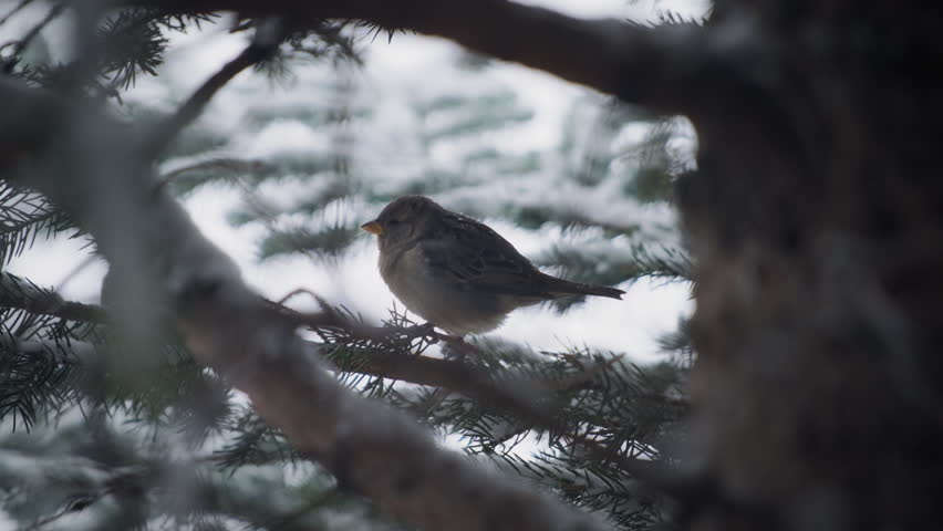 Snow falling on a sparrow bird sitting on a pine tree branch. Slow motion.