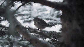Snow falling on a sparrow bird sitting on a pine tree branch. Slow motion. - Powered by Shutterstock - Get 15% off with code: PIKWIZARD15