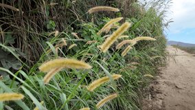 Fuzzy wheat plant grass in field, Rural landscape. Cereal Cultivation, Colonia Tovar Venezuela - Powered by Shutterstock - Get 15% off with code: PIKWIZARD15
