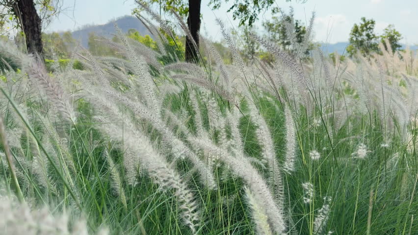 Wildflowers in the meadow on the summer.