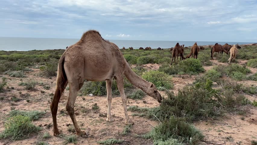 Camels feeding near a beach just outside the city of Agadir in Morocco, Africa.
