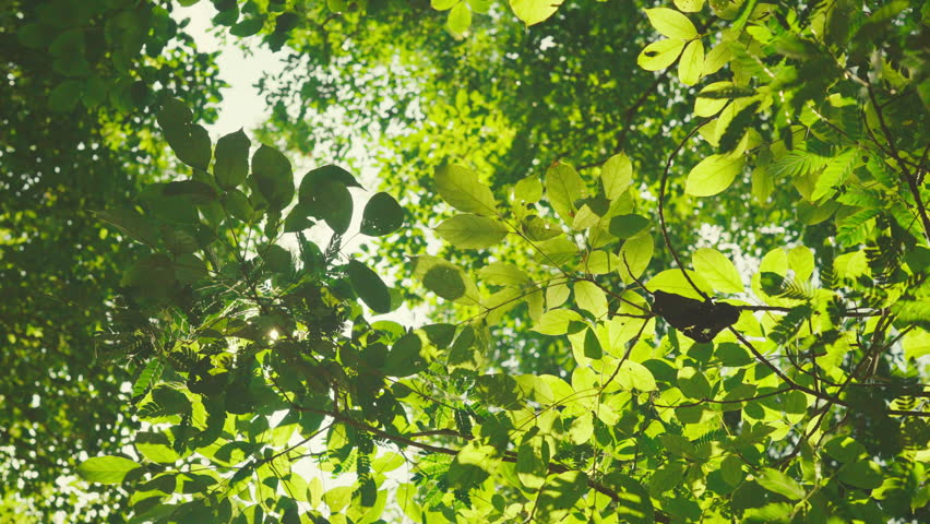 B roll - Green leaves forest in spring morning sunlight, Bright green trees leaves sway in wind, Sun rays break through fresh foliage branch. Bokeh background. Sun shining.