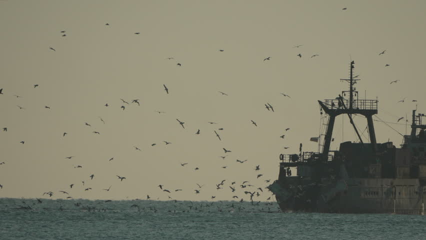 Fishing Trawler Birds Sea: Ocean-based fishing activity, birds attracted by discarded fish, likely daytime.