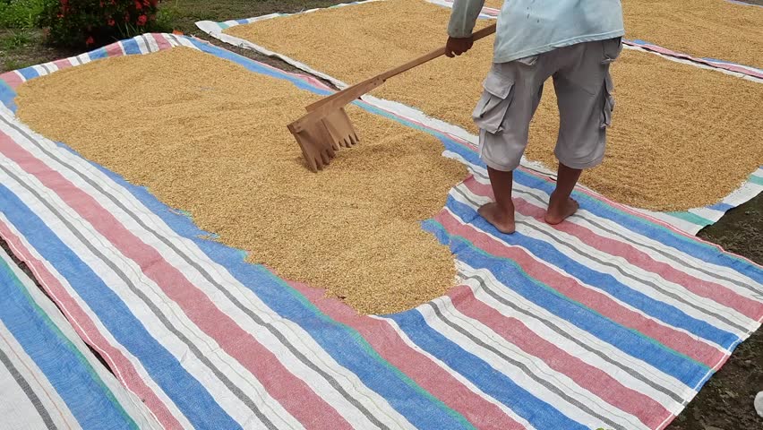 Indonesian farmer drying harvested rice under the sun using a wooden rake, a traditional method to prepare rice grains before milling into rice