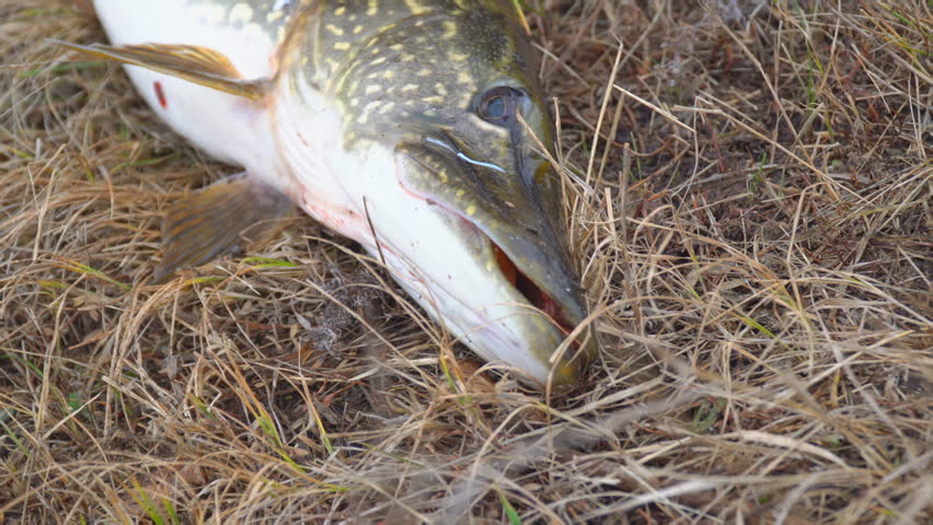 A pike caught on dry autumn grass. Pike on the grass. Selective focus.