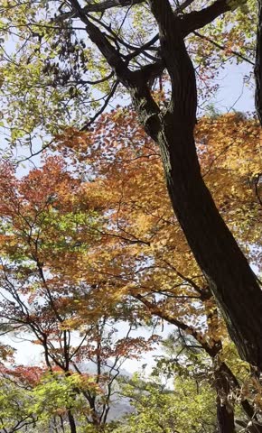 Autumn foliage scenery and trees