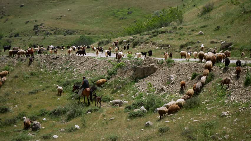 A flock of sheep grazes peacefully on a hillside in Azerbaijan. The animals roam among the rocky terrain and lush greenery, showcasing the vibrant rural life of this picturesque region. 