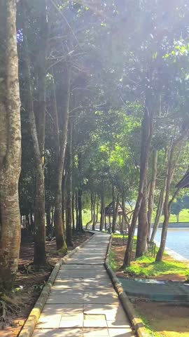 A serene walkway in the middle of a lush green forest, surrounded by tall trees and dappled sunlight. The stone-paved path leads towards a wooden gazebo by the calm lake, creating a peaceful and relax