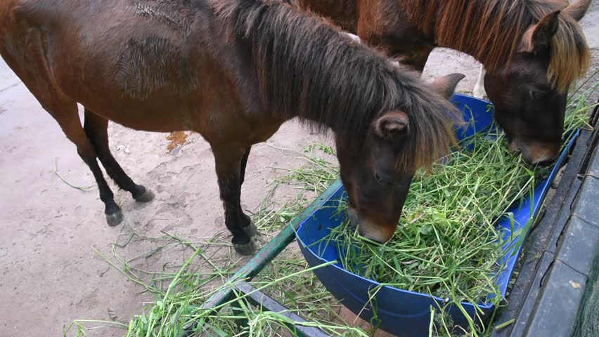 horses eating fresh grass in farm feeding trough, three brown horses eating grass at petting zoo farm, horse breeding and conservation farm