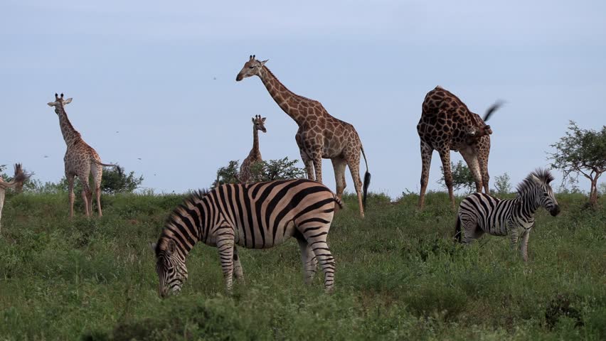 Zebra and giraffes peacefully co-exist as a community in the wild of Africa.
