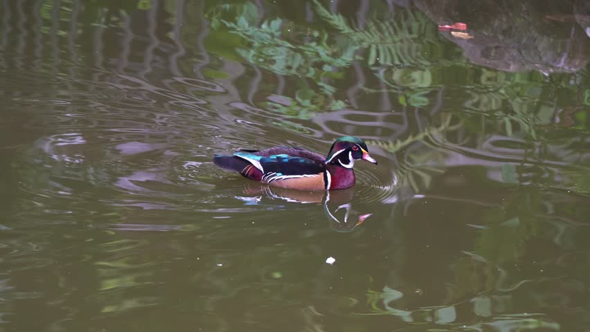 Male Wood duck (Aix sponsa) with beautiful multicolored iridescent plumage, swimming in the pond, close up shot of wildlife in nature.