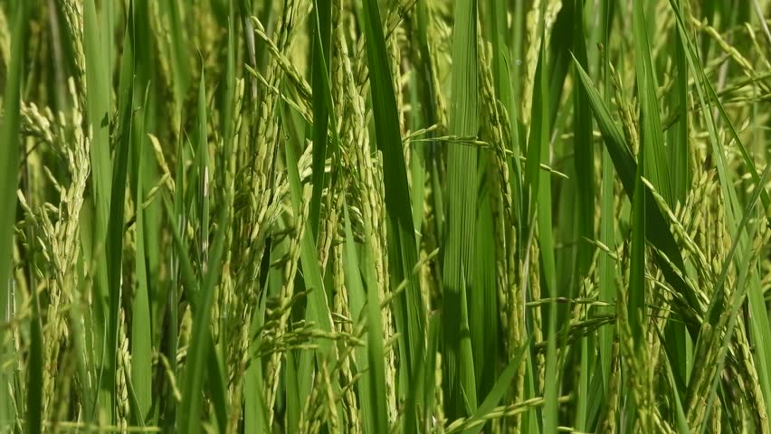 Rice seeds green grass - 4k.