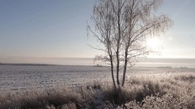 Birch tree in frost in the middle of snow field on a winter sunny day. Snowy landscape. Beautiful nature background - Powered by Shutterstock - Get 15% off with code: PIKWIZARD15