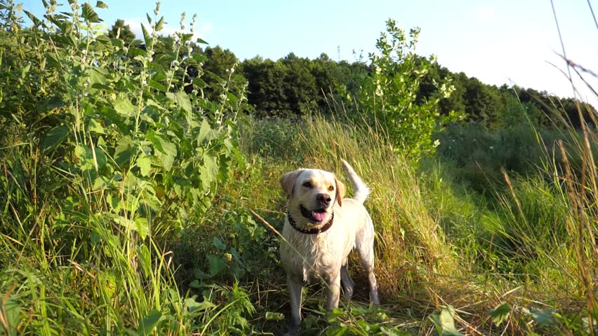 Curious dog breed labrador searching something in green grass at sunset. Happy cute golden retriever walking at nature. Beautiful summer landscape at background. Close up Slow motion