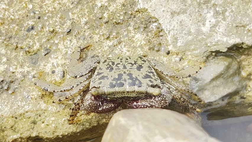 Holy Water waves crash into the Bakkhali River during high tide, with boats floating beside concrete blocks under a clear sky. Fishermen are fishing, and small fish swim near the riverside.