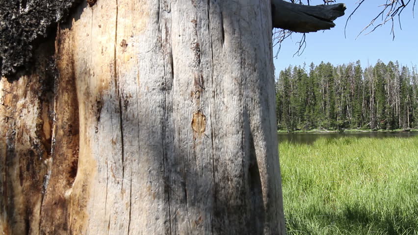 Dolly move past a tree to reveal Sylvan Lake, near the east entrance to
