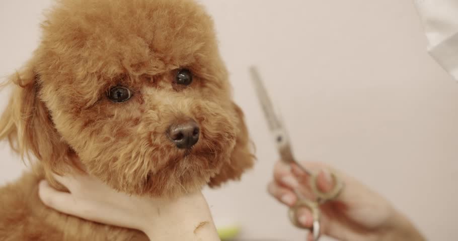 Groomer combs hair of small cute puppy poodle. Pet groomer making cute Poodle dog haircut with scissors. Woman doing hairstyle pet hairdresser. grooming salon. Cute poodle dog getting haircut.