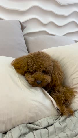 An Adorable Dog Relaxing on Soft Pillows in a Cozy and Inviting Setting That Exudes Comfort