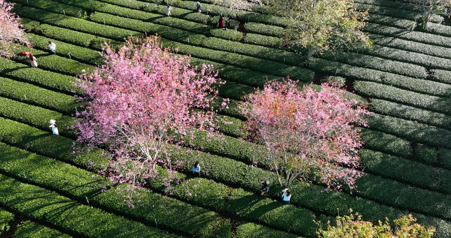 Aerial view of Pink Cherry blossoms on tea grassland Da Lat, Vietnam in the morning. Beautiful flowers during spring season attract tourists to visit and take photos during the weekend.