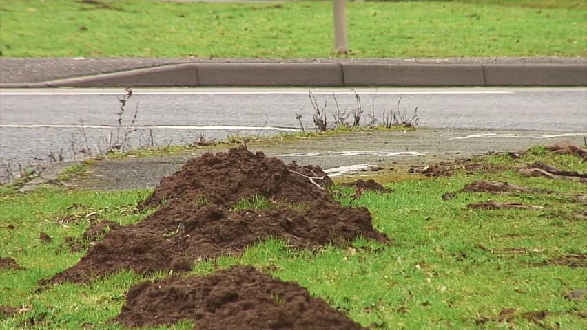 Large mole hills in meadows and on grass verges in the UK